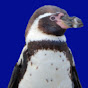 Penguin Tutor