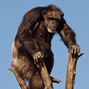 Zannimals