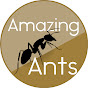 Amazing Ants