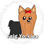 Faig Yorkies