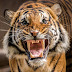 logo MrTigr85