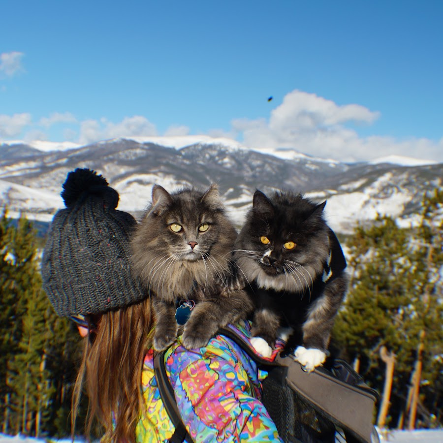 Kitsune Siberian Forest Cats