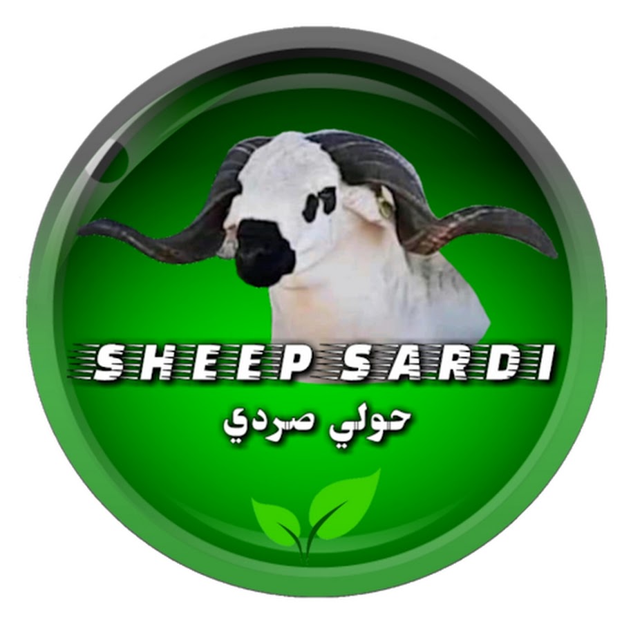 حولي صردي sheep sardi @HawliSardi