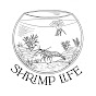 Shrimp Life