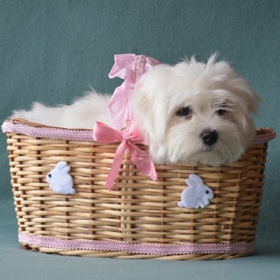 Coton de Tulear