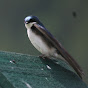 Swallow's Nest Homestead