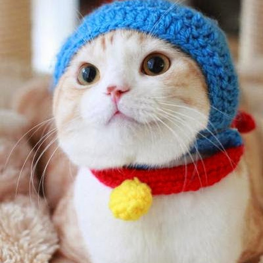 Котенок в шапочке фото