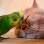 cat and bird