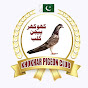 Khokhar Pigeons Club