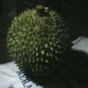 Durian Gadang