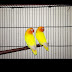 logo All About Birds