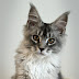 Maine Coon Felix