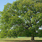 Zelkova Tree