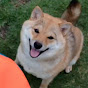 柴犬ナナチャンネル shiba dog puppy