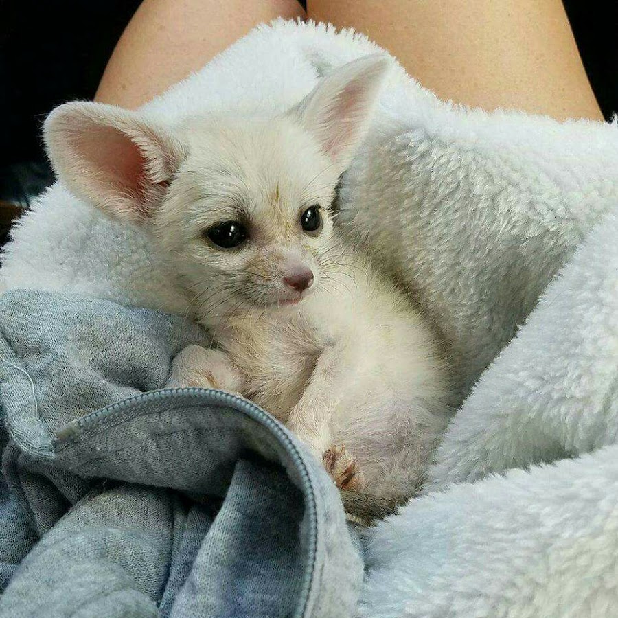 Fennec fox hot sale cat