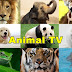 animalTV