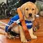 BC & Alberta Guide Dogs