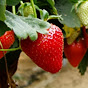 Sustainable Hydroponic and Soilless Strawberry Production Systems