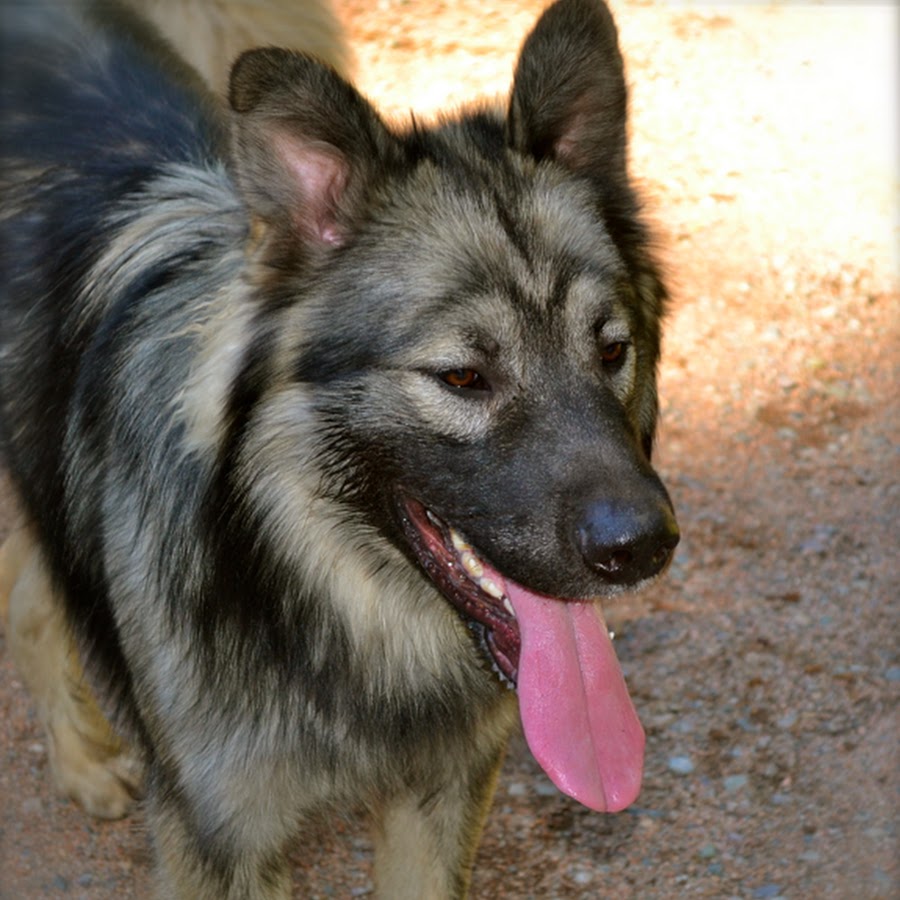 DireWolf Dogs of Vallecito, LLC