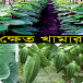 ক্ষেত খামার (khetkhamar)