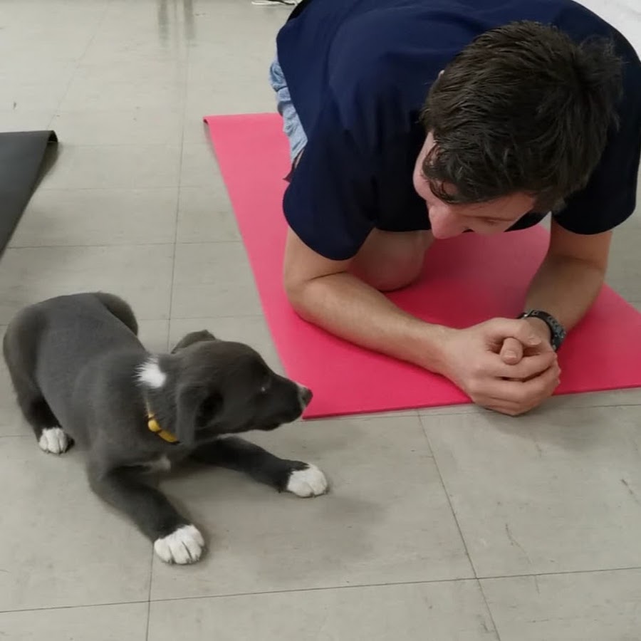 Yoga with Puppies - Pets Yoga - London - Labrador Retrievers Puppies 