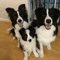 Mondenkind Border Collies