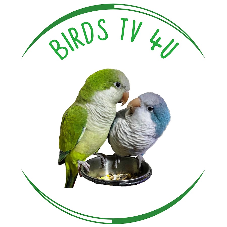 Birds TV 4U