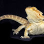 beardedDRAGON007