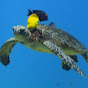 Shore Diving along the Kona Coast