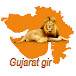 Gujarat gir