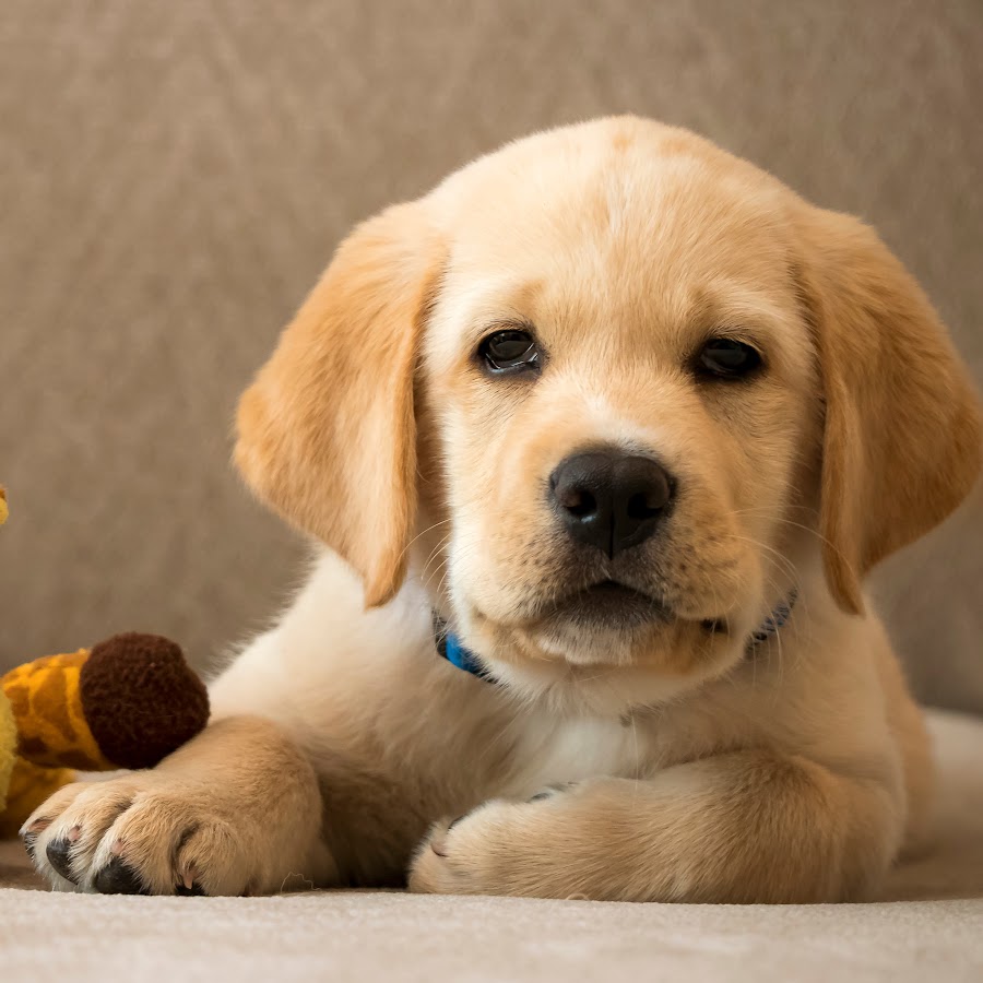 Furry labrador store