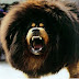 Tibetan Mastiff World