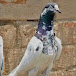 Anas pigeons Club