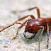 Ant Elevage