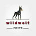 logo Wild wolf - Facts