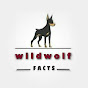 Wild wolf - Facts