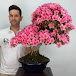 SANTI MUÑOZ BONSAI