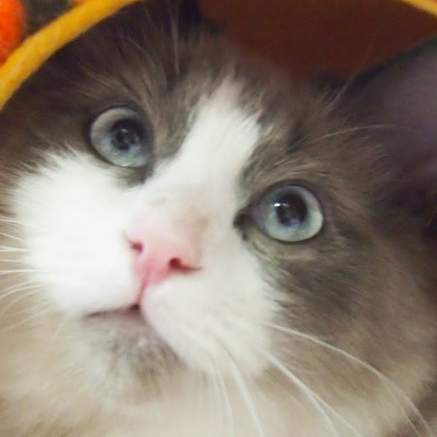Chika Cat - YouTube