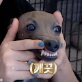 Artist Thumbnail