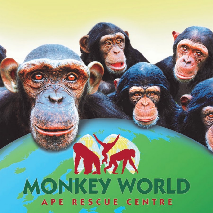 MonkeyWorldOfficial