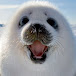 Reeltheseal