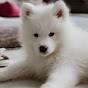 Enzo Samoyed