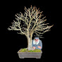 Carlos Tramujas Bonsai