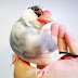 文鳥窩Java Sparrow