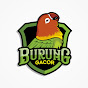 Burung Gacor