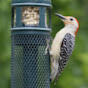 Wild Birds Unlimited Barrie