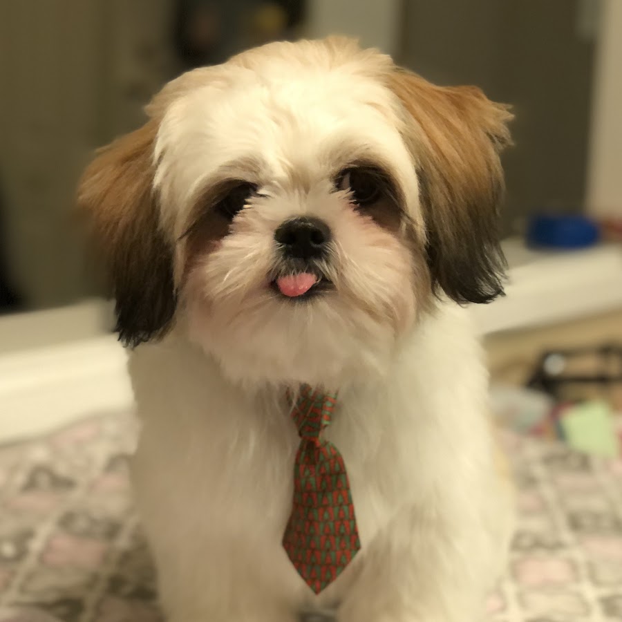 Chase the Shih Tzu