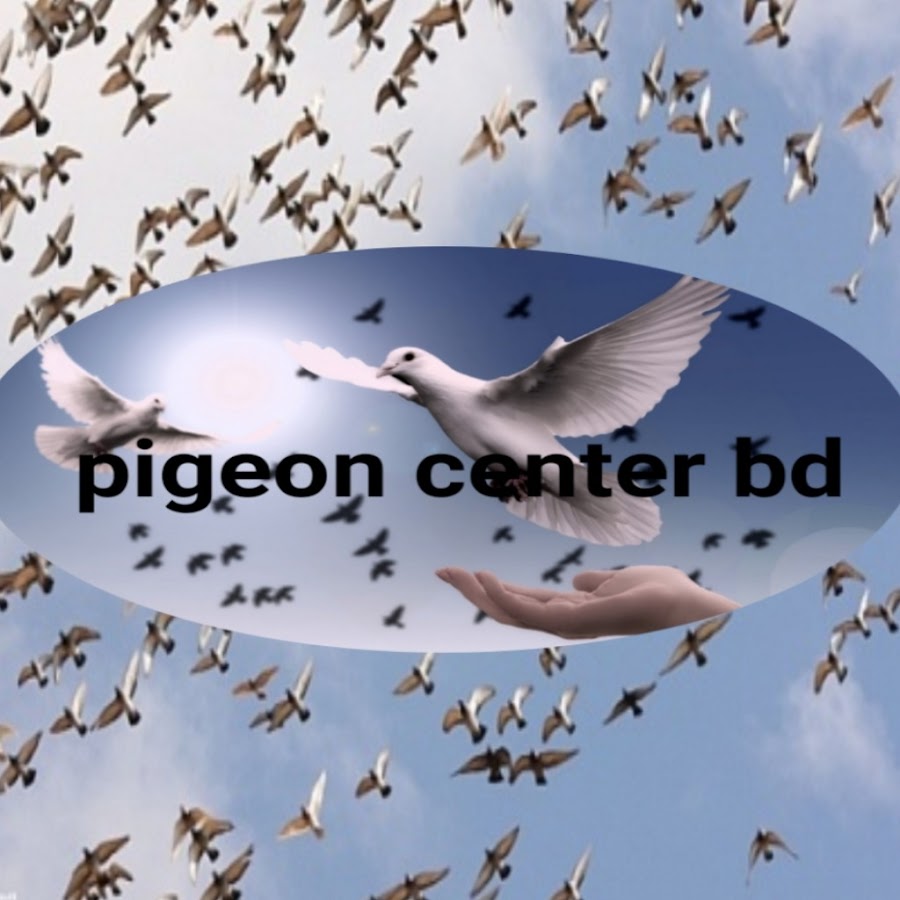 Pigeon center BD-বিডি কবুতর কেন্দ্র