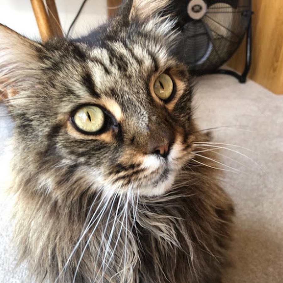 Maine Coon Central