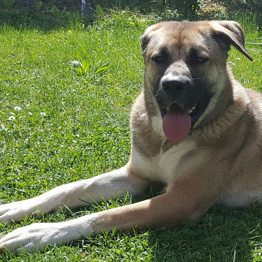 Kangal sales akita mix